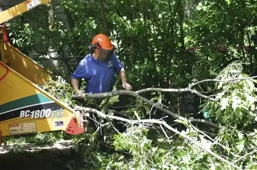 tree services Shark River Hills